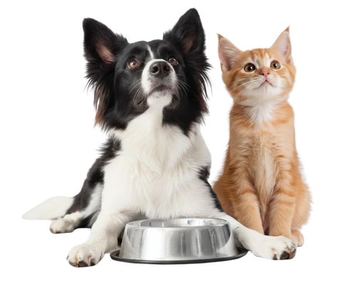 hond en kat kijken naar boven
