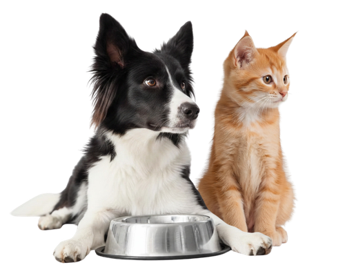 hond en kat kijken naar rechts